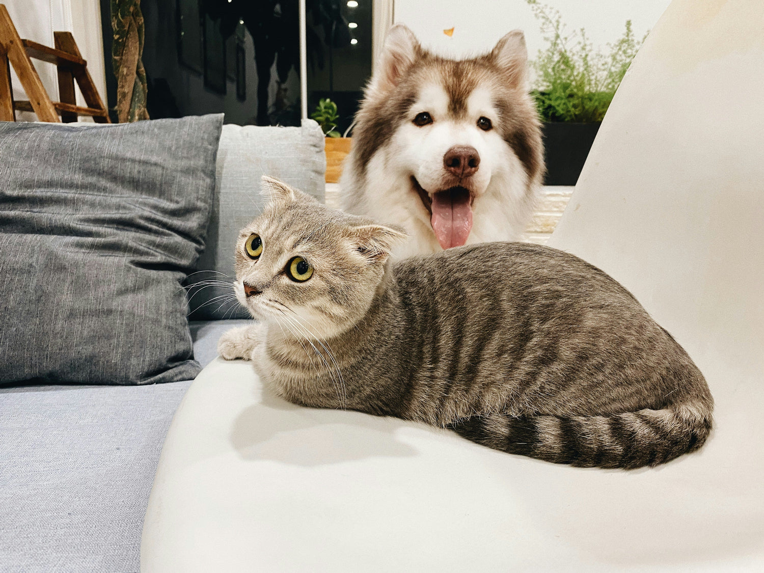 FOR PETS